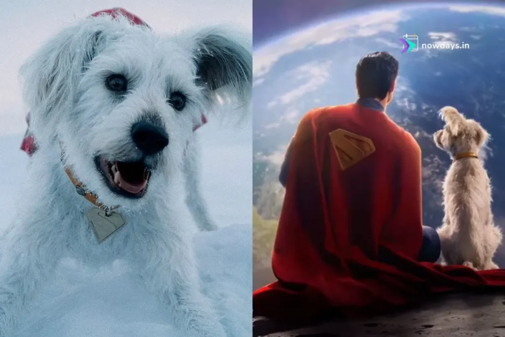 'Superman' has helped increase interest in dog adoption by over 500% thanks to krypto
