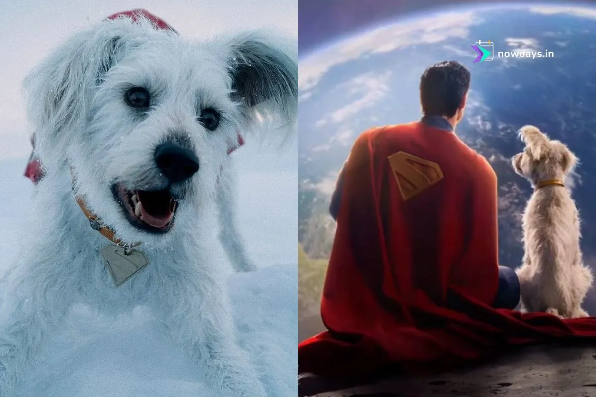 'Superman' has helped increase interest in dog adoption by over 500% thanks to krypto
